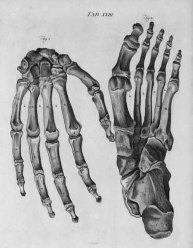 ch19 hand and foot bones